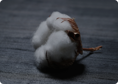 Organic Cotton